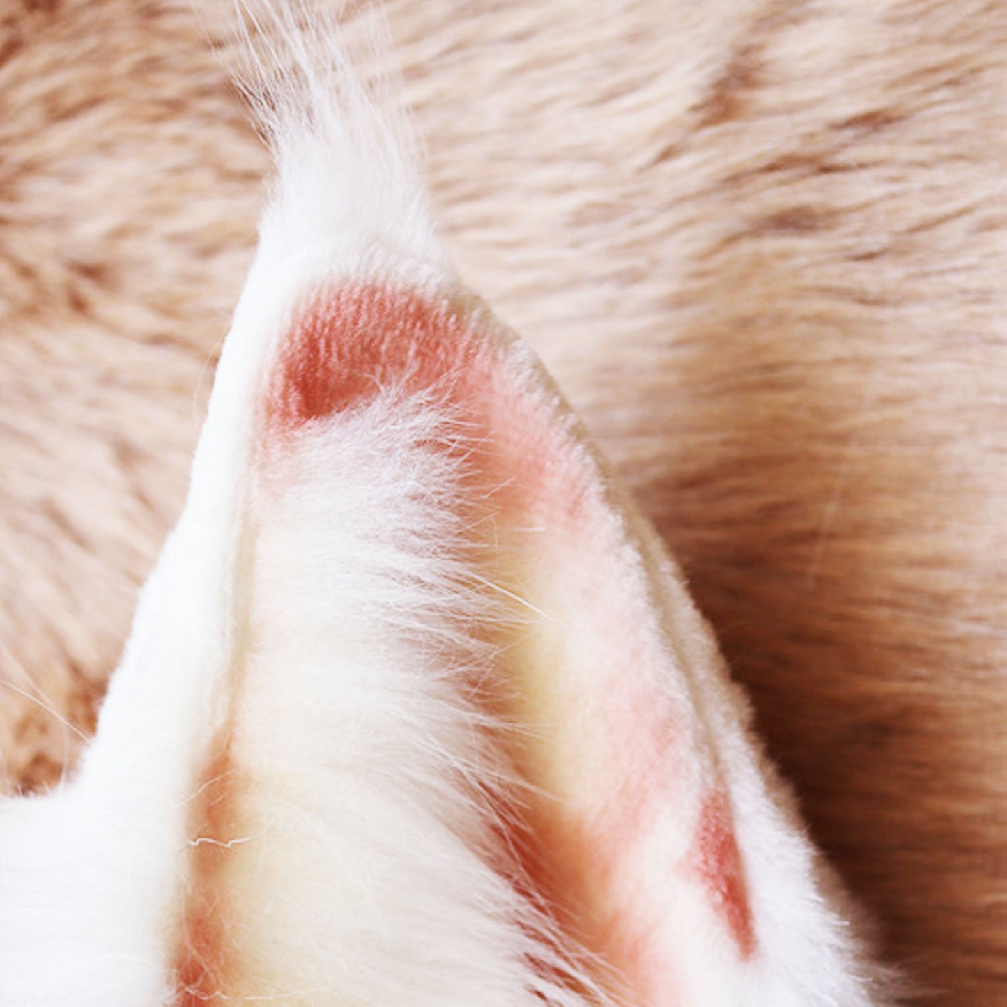 Realistic fox Ears, Faux Fur ears,ox ears ,pink fox Ears, cat Ears Headband，Fluffy fox ears, fox ears Headband, f Faux fur Ears, 212